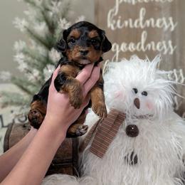 Champagne - Black and tan male Yorkipoo puppy in Coshocton, Ohio from Forever Family Puppies