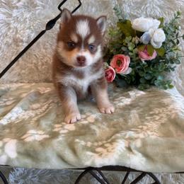 Boy 1 - Black and white male Pomsky puppy in Bucyrus, Missouri from Hill Top Pomskies