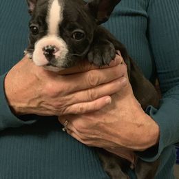 Boston Terrier, Companion Cross, and French Bulldog Puppies from High Plains French Bulldogs,Boston Terriers and Frenchtons.