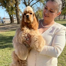 Izzy - Cocker Spaniel