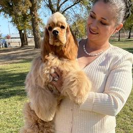 Izzy - Cocker Spaniel