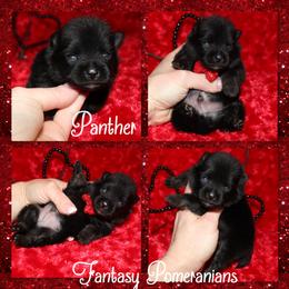Panther - Black and tan male Pomeranian puppy in Anna, Texas from Fantasy Pomeranians & Fantasy Aussies
