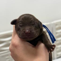 Huckleberry - Chocolate male Labrador Retriever puppy in Elloree, South Carolina from Moonlight Kennels LLC