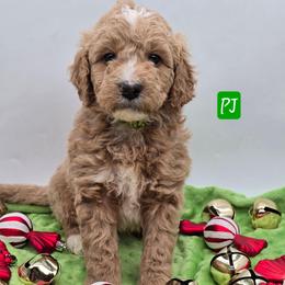 PJ (s) - Apricot male Goldendoodle puppy in Neillsville, Wisconsin from Granton Creek