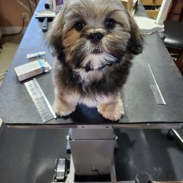 Lhasa Apso Puppies from Scampezzy Lhasas