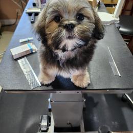 Lhasa Apso Puppies from Scampezzy Lhasas
