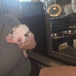 Beau - White and brown male American Bulldog puppy in Abita Springs, Louisiana from Slumski's Bulldogs