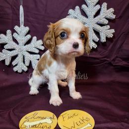 Aurora - Blenheim female Cavalier King Charles Spaniel puppy in Kermit, West Virginia from Stonecoal Cavaliers