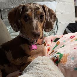 Dachshunds from 208Weenies