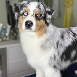 Australian Shepherd All Grown Up from Oceanside Aussies