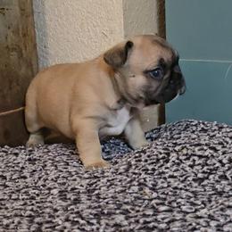 Male 1 - Fawn and white male French Bulldog puppy in North Branch, Minnesota from Halverson Bulldogges