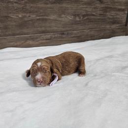 Nutmeg-purple - Red  female Goldendoodle puppy in South Jordan, Utah from Lucky Doodle Pups