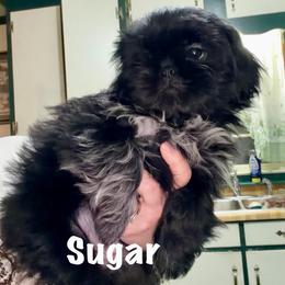 Sugar - Black and white female Shih Tzu puppy in Hull, Georgia from Precious to the world Shih Tzu’s