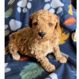 Boy 1 - Apricot male Goldendoodle puppy in Lapeer, Michigan from Doodle All Day