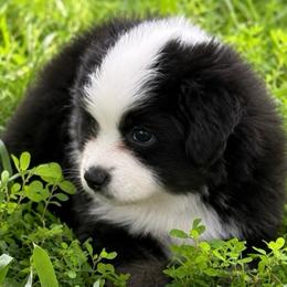Tahoe - Black tri female Miniature American Shepherd puppy in Leitchfield, Kentucky from Legendmaker MAS