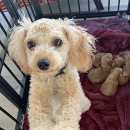 Mae Mae - Poodle