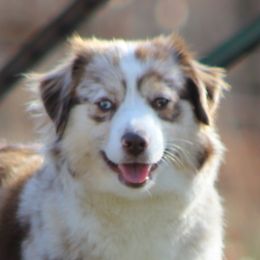 June - Miniature Australian Shepherd