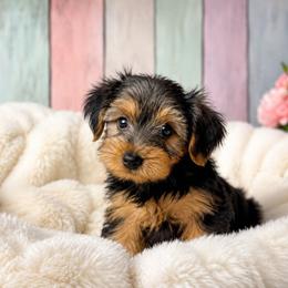 Milo (Ready to go home) - Black and tan male Yorkshire Terrier puppy in Broxton, Georgia from More Than Family