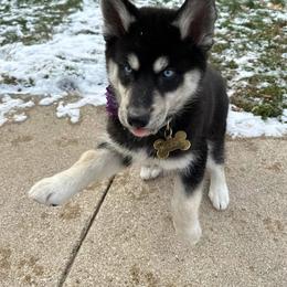 Siberian Husky Puppies from S & J Siberian Huskies