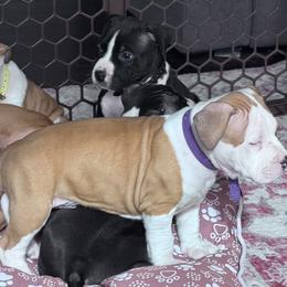 Purple collar - Blue fawn male American Staffordshire Terrier puppy in Cloverdale, Indiana from Woodshire American Staffordshire Terrier’s