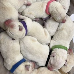 Basset Hound and Labrador Retriever Puppies from PARK’s Family Farm