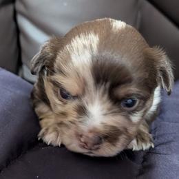 Agate - Merle male Chihuahua puppy in Casper, Wyoming from Coffey Chihuahua Café
