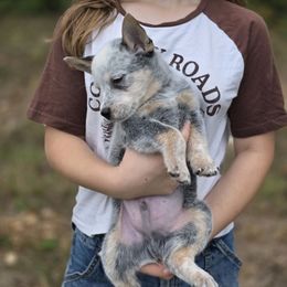 Flint - Blue speckled male Australian Cattle Dog puppy in Rhoadesville, Virginia from Rosewood Farms Australian Cattle Dogs