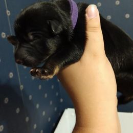 German Shepherd Puppies from Fern Hill Kennel
