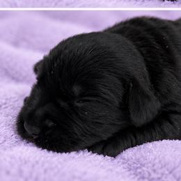 Girl 2 - Black female Giant Schnauzer puppy in Mount Sterling, Ohio from Northern Lights Working Dogs