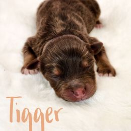Tigger - Red tri male Miniature Australian Shepherd puppy in Mc Alester, Oklahoma from Angel's Aussies