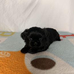 Girl 1 - Black Shih Tzu puppy in Fresno, California from Royally Mad Shihtz