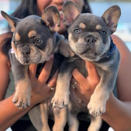 Prince Naveen - Blue male French Bulldog puppy in Port St Lucie, Florida from Infinity French Bulldogs