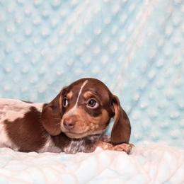Charlie 2200 - Piebald male Dachshund puppy in Coldwater, Mississippi from Mississippi Shorties Miniature Dachshunds
