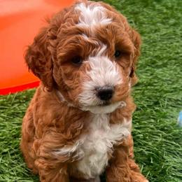 Theo - Red  male Goldendoodle puppy in Russell Springs, Kentucky from Milk & Honey Doodles