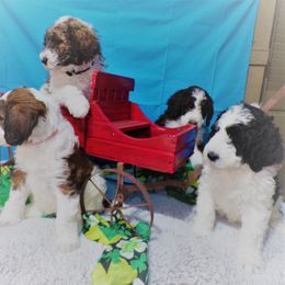 Aussiedoodle Puppies from Lotadoodle Farms