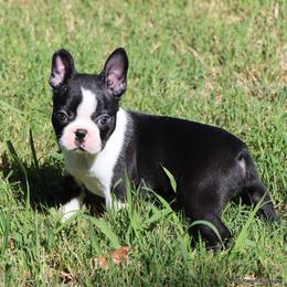 Elliot - Black and white male Boston Terrier puppy in Winnsboro, Texas from JP Ranch Bulldogs