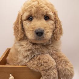 Hansel - Apricot male Goldendoodle puppy in Lehi, Utah from Our Little Farm Life Doodles