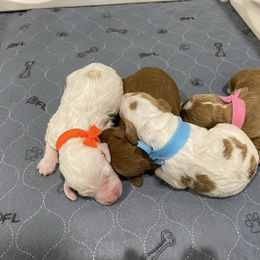 Gabbys pumpkin spice and everything nice - Red  female Goldendoodle puppy in Ruthorfordton, North Carolina from Duncan Doodles Goldendoodles