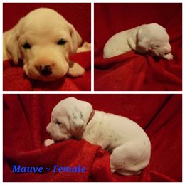 Dalmatian Puppies from Delaney's Dalmatians
