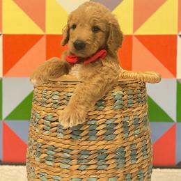 Mr. Red - Red  male Goldendoodle puppy in Blue Springs, Missouri from Farmstead 51