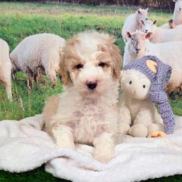 Sir Richfield - Brown and white male Sheepadoodle puppy in Cornelia, Georgia from Yates Family Farm