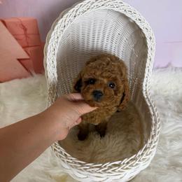 Mochi(AKC) - Red  female Poodle puppy in Moreno Valley, California from Yanni's Poodle