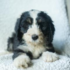 Girl 2 - female Australian Mountain Doodle puppy in Travelers Rest, South Carolina from Upstate Aussie Mountain Doodles