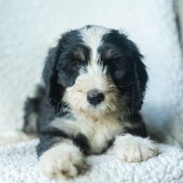 Girl 2 - female Australian Mountain Doodle puppy in Travelers Rest, South Carolina from Upstate Aussie Mountain Doodles