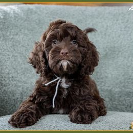 Alexandra - Brown female Cockapoo puppy in Connersville, Indiana from Deaz Doodle Ranch