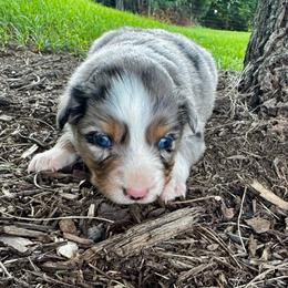 Frappe - Blue merle female Miniature Australian Shepherd puppy in Mount Carmel, Tennessee from Hill Top Mini Aussies