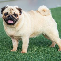 Beauty - Pug