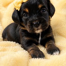 Wanda - Scarlet Witch - Tri-color female Cavapoo puppy in Austin, Texas from Haus of Doodles