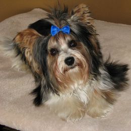 Kota - Yorkshire Terrier