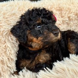 Sunny - Phantom female Poodle puppy in Lakeland, Florida from Gulfside Poodles